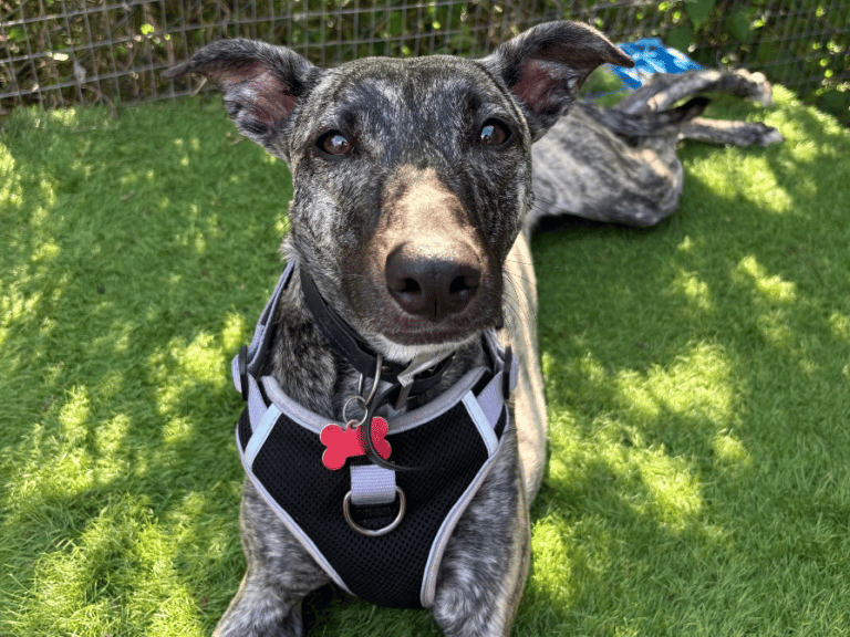 "Experienced foster / forever home needed for sensitive Tilly. Tilly arrived into our care as a young girl who had lived a very sheltered and sad life – she was adopted by a family who have tried to build her confidence but Tilly has struggled and come back to us at Thornberry. We would love to find her a quiet, loving, sighthound savvy, experienced home to decompress, build trust and enjoy life again. If you think that could be you please contact us. She is not comfortable with other dogs directly so it must be pet free."
 - https://www.thornberryanimalsanctuary.org/animals/tilly/