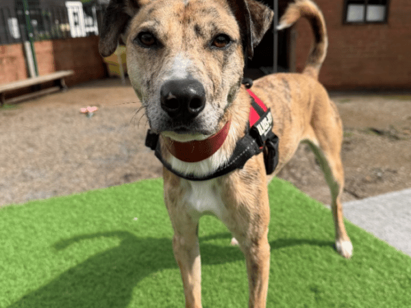 "Frankie is a live wire!!! Full of beans and eager to please. He is a wild child that would benefit from an experienced home that are prepared to keep him stimulated, enriched and provide plenty of fun. He would be a great companion for hikes and exploring, an active home is absolutely essential for him. He arrived as a stray and is incredibly bouncy, so definitely needs on going training and much needed manners! He could live with teens+"
 - https://www.thornberryanimalsanctuary.org/animals/frankie/