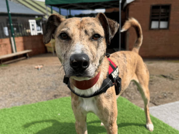 "Frankie is a live wire!!! Full of beans and eager to please. He is a wild child that would benefit from an experienced home that are prepared to keep him stimulated, enriched and provide plenty of fun. He would be a great companion for hikes and exploring, an active home is absolutely essential for him. He arrived as a stray and is incredibly bouncy, so definitely needs on going training and much needed manners! He could live with teens+"
- https://www.thornberryanimalsanctuary.org/animals/frankie/