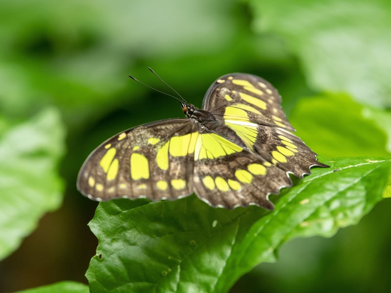 Tropical World in Roundhay features greenhouses with the UK's largest tropical plant and animal collections outside of Kew Gardens. Come here to see butterflies, crocodiles, meerkats, and more.