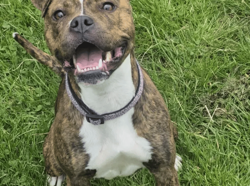 Ramona is a super friendly and confident girl, who loves her humans! She is very much a typical Staffie – she thrives off human company and can often get over-excited and forget her manners and jump up repeatedly.