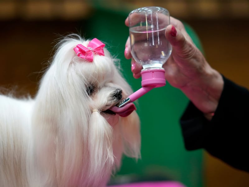 We're starting off with the breeds of dog who are a dream to sleep next to. Taking the top spot as the best dog breed to have in your bed are Maltese pooches, with their small size and lack of shedding and drooling, are officially the perfect dogs to nap with. 