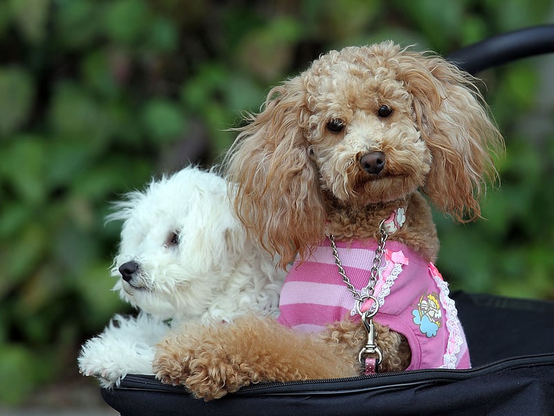 The Poodle scored particularly highly for a lack of shedding hair - this hypoallergenic breed won't leave your bed matted with fur. They also come in three different sizes - toy, miniature and standard - depending on the size of your bed!