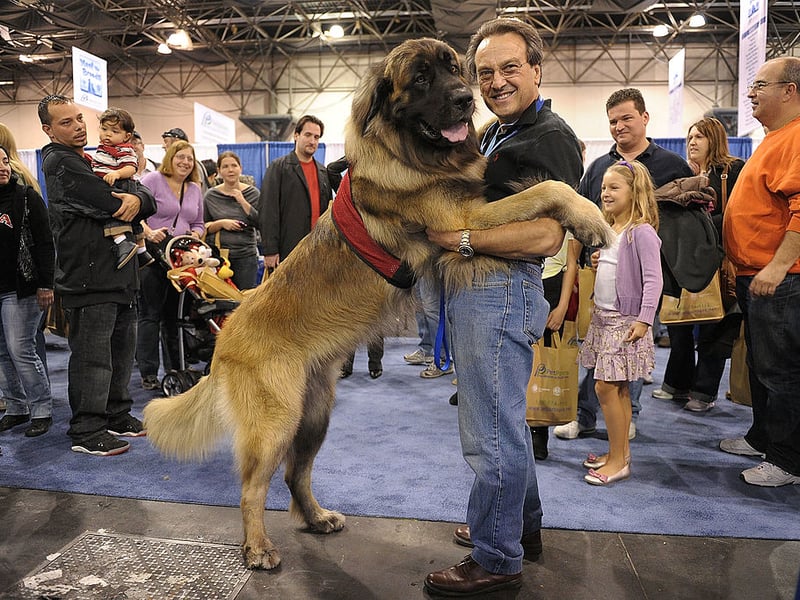 Leonbergers, large shaggy dogs with a gentle nature, make great pets but are less than ideal to nap with and are third on the list.