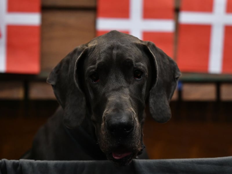 The main issue with the Great Dane is its enormous size - even the largest bed is unlikely to leave you much room with this enormous canine next to you.