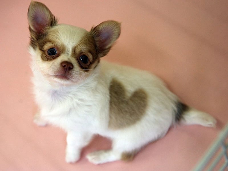 If space is at a premium then you can't get a better sleeping partner than the Chihuahua - the world's smallest dog. These dogs are packed with character and love staying close to their beloved owners all the time.