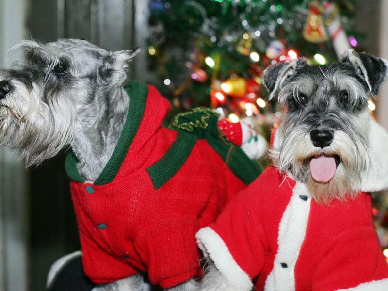Coming in 10th place, is the Schnauzer. They are also quite high energy, but score very well across the other categories, shedding very little hair and being unlikely to wake you up with a bark. 