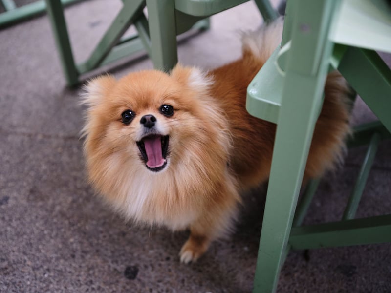 The Pomeranian is another dog on this list that can enjoy the occasional bark at night. If you can keep them quiet though, these tiny dogs are great company - and take up very little space.