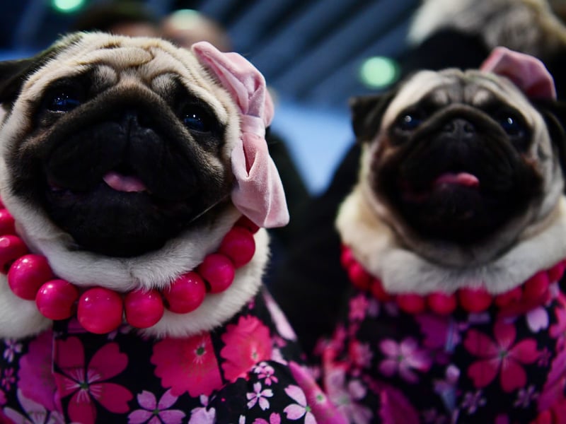 Pugs are affectionate, small-sized dogs that love being near their owners and can fit easily into any sleeping arrangement. They do shed a little, and are prone to snoring on occasion, but their calm nature makes up for those little niggles.