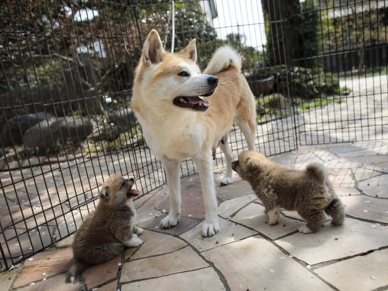 Another big breed - the Japanese Akita - came second on the list. They are also known for being big shedders but also make for tricky bedfellows due to their barking and energetic tendencies. 