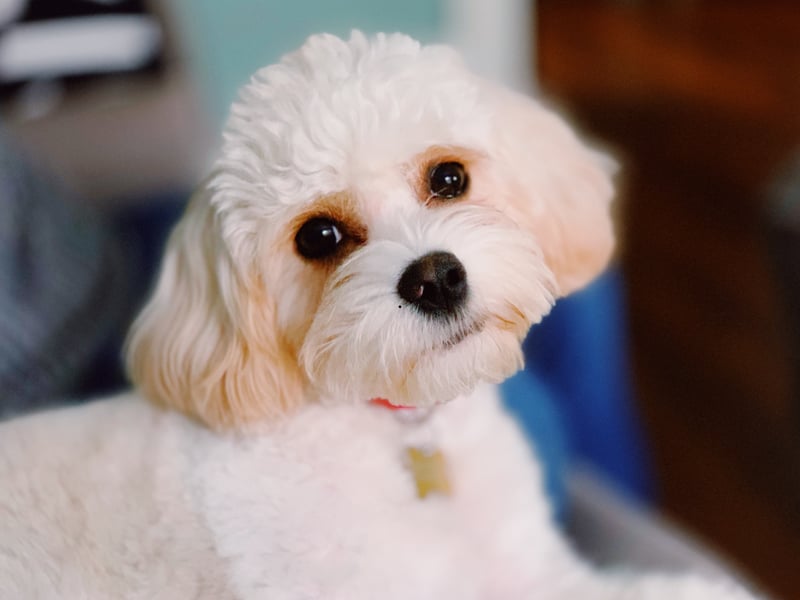Tying with the Cockapoo in third place are another crossbreed - the Cavachons (a mixture of Cavalier King Charles Spaniel and Bichon Frise). They have fairly high energy levels but a quick walk around the block before bedtime should make sure they sleep through. 