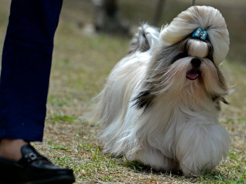 The Shih Tzu tends to be an excellent bed buddy - having beed bred to be lapdogs in their native China. Some of these cute characters do have a tendency to bark though, so expect to be occasionally woken if they hear something outside. 