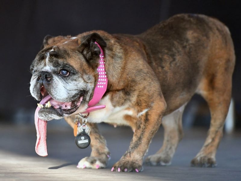 A perhaps surprise entry in the list of best dogs to share a bed with is British Bulldogs. With low amounts of shedding, barking and a very relaxed temperament, according to the research these pups actually make pretty great sleeping companions – but do watch out for the drool.