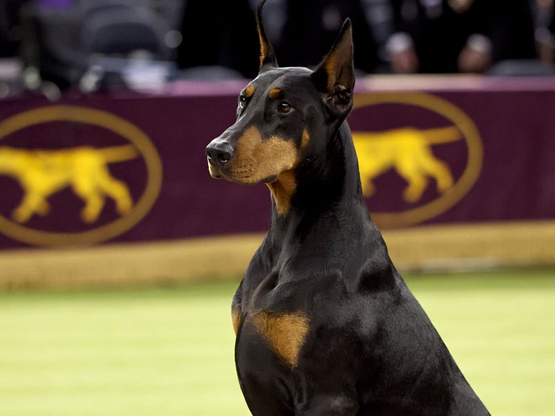 Continuing the run of big dogs, not only will the Doberman Pinscher take up more than its fair share of space, it will also be unlikely to stay still all night due to its high energy levels. 