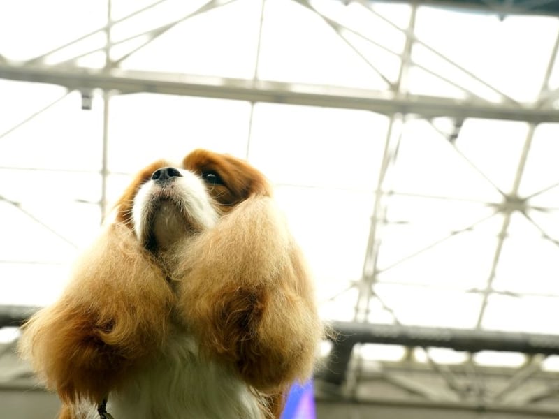 Cavalier King Charles Spaniels are affectionate, small-sized dogs that love snuggling. A lightweight breed, they are easy to accommodate in bed. Their gentle nature and love for human companionship make them ideal for close sleeping. Their soft, silky coat is pretty comfy to cuddle up to as well.