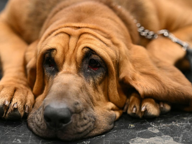 There's one word to describe why Bloodhounds don't make great canine bed buddies - DROOL. They love tracking scents and will even dream about being on the trail of prey, which means plenty of wriggling and constant salivating - not great for your sheets.