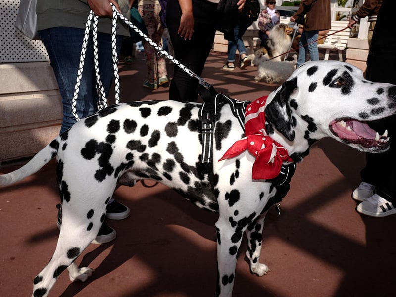 Completing our list is the spotty Dalmation. They are likely to leave you unrested by barking and fidgeting through the night. 