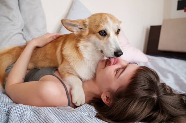 Dogs and sleep don't always go together.