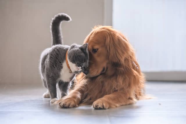 Cats and dogs don't always have to be enemies.