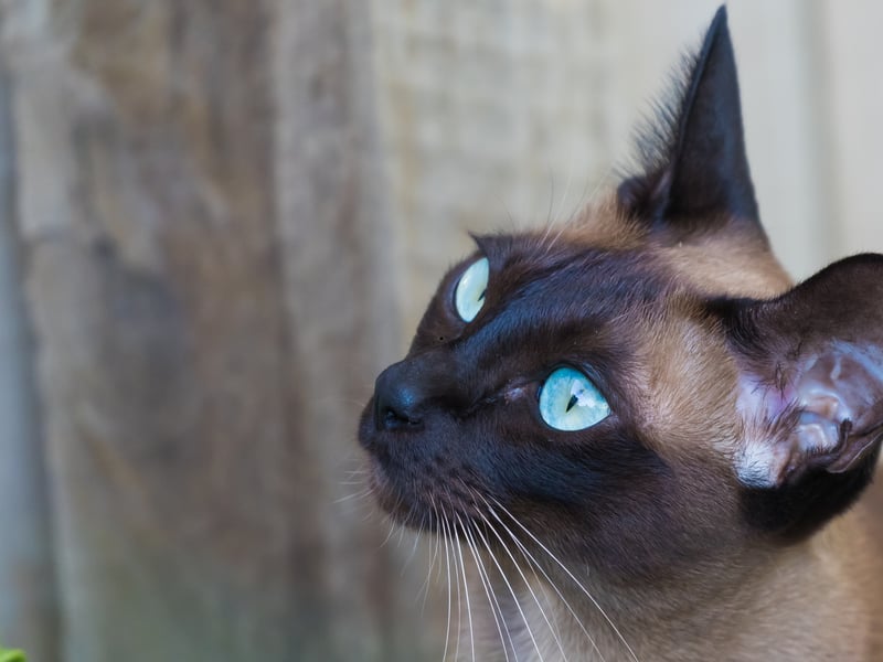 Extremely social and people-oriented, Tonkinese cats dislike being lonely. They frequently welcome companionship from dogs and often engage in games, exploration, and family activities together.