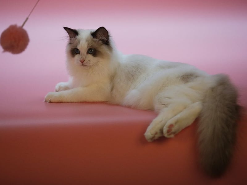 Ragdolls are famously calm and affectionate. They tend to be less territorial than many cats, making them more accepting of dogs. Their general chilled demeanor means they are unlikely to rile doggy housmates up.