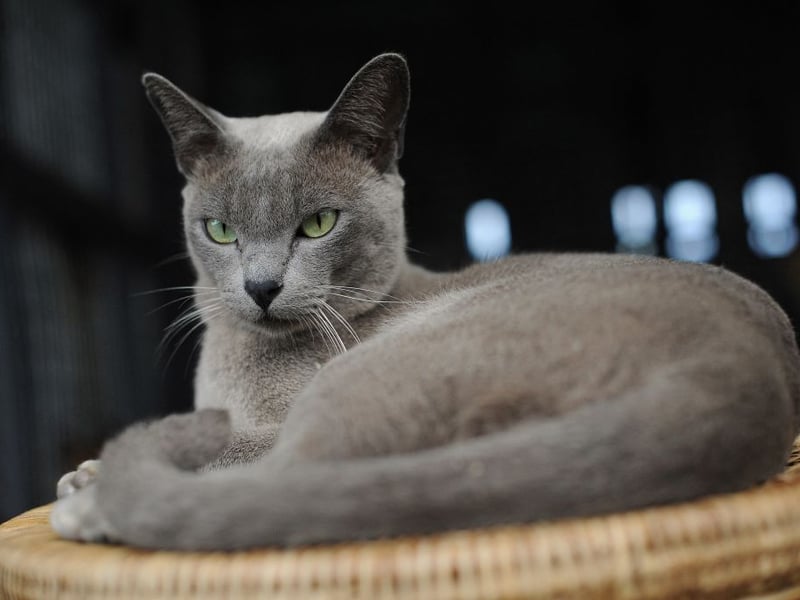 Burmese cats thrive on attention and interaction. Their outgoing, affectionate personality often makes them receptive to friendly dogs, and they commonly seek companionship rather than isolation.