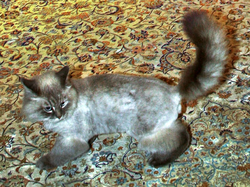 Siberians are affectionate, playful, and adaptable. They often enjoy social interaction and can bond with dogs that respect their space, making them strong candidates for mixed-pet households.