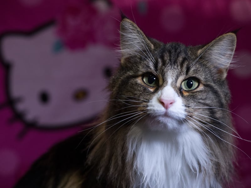 Confident and independent, Norwegian Forest Cats are rarely intimidated by dogs. Their self-assured nature allows them to establish boundaries while still developing friendly interspecies relationships.