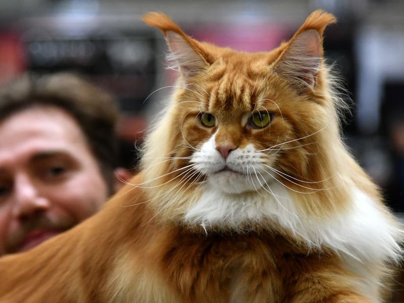 Known as the gentle giant of the cat world, Maine Coons are relaxed, confident, and sociable. It's that easygoing nature that means they are highly likely to tolerate energetic dogs - even forming friendly relationships with equally understanding canines.