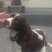 The brown and white springer spaniel named Pascal was returned to his distraught family