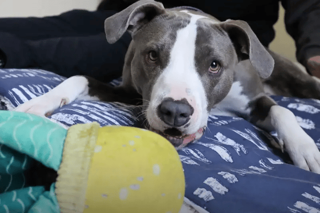 After months of dedicated training to help her realise new people are friends, Ivy is finally ready for a patient, adult-only home in a peaceful location away from any hustle and bustle. While it will take multiple visits before she feels comfortable enough to reveal her sweet, incredibly snuggly, and playful side, the team promises she is well worth the effort.