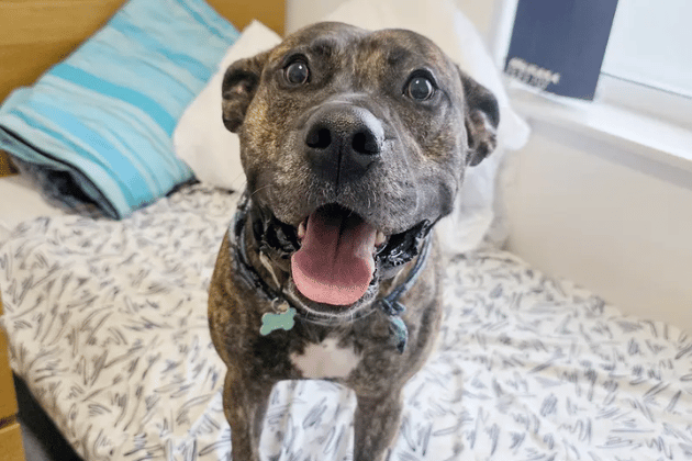 Handed over through no fault of his own, Kaye can be a little worried by the big wide world, but he is building his confidence quickly with patience and tasty treats. He requires a calm, quiet, adult-only home with a secure garden where he can enjoy playing off-lead. While he needs walks in quieter areas initially, Kaye is very social and could successfully live with a well-mannered doggy role model.