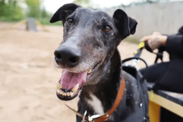 In true Greyhound style, Herbie is quite the couch potato who loves a good lounge on his bed just as much as his daily walks. Because he doesn't like being left alone, he needs someone around all the time initially to help him settle in. Herbie thrives in a peaceful environment, so he requires an adult-only home where he can be the only pet.
