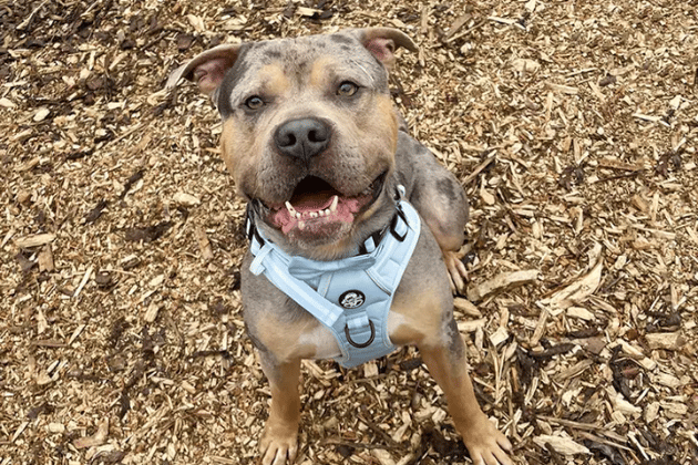Indy has a great brain and is highly food-motivated, making ongoing training a fun, rewarding way to build up his confidence. He needs someone around all the time initially to establish a good routine, and his adopters should be confident handling larger, strong dogs.