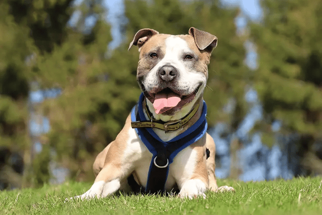 Buster has had a somewhat unsettled life and takes medication for anxiety, which the veterinary team will gladly discuss in detail. Because he relies on a consistent routine, he needs a peaceful, adult-only home where he will be the only pet, alongside a secure garden to safely burn off his energy.