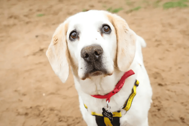 Barney is super friendly, absolutely loves getting plenty of fuss from everyone he meets, and still has tons of life and love to give. Because of his twilight years, he needs a quiet, adult-only home away from noisy or unpredictable children. He has a couple of manageable, age-related medical conditions that the Dogs Trust vet will gladly discuss in detail.