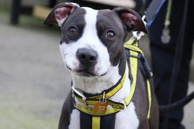  Kenny currently requires surgery for a luxating patella, but he desperately needs a peaceful home to recover in rather than a kennel environment. Due to his medical and rehabilitation needs, Kenny must be the only pet in the house. While younger children will be too overwhelming right now, older kids who understand when to let him rest will be a great fit.