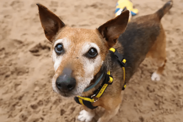 Despite his twilight years, Zuko remains incredibly playful and affectionate, and he is super friendly with everyone he meets. He is looking for a quiet, adults-only home where he can relax without unpredictable noise. Zuko has a well-controlled heart murmur (which the Dogs Trust vet will gladly discuss), and while he's happy meeting dogs out and about, he wants to be the only pet in the home.