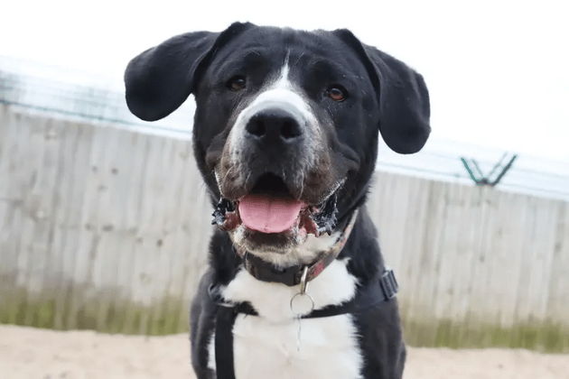 Penny is incredibly fun and affectionate, loves greeting everyone she meets, and is happy to chill out for a snooze after a big blast of playtime. Highly sociable, she could potentially share her home with another dog pending a successful meetup at the centre. She requires an active, adult-only household that can provide a calm, predictable routine while she settles in.