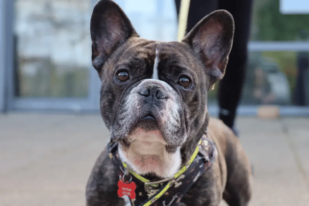  Gizmo is incredibly affectionate but can worry when left alone, so he is looking for a home where people are around most of the time to help him settle in. He is already fully house-trained, travels brilliantly in the car, and loves going on two walks a day—as long as the weather isn't too hot! He has a couple of medical needs, including hip dysplasia and sore skin, which the team will gladly discuss.