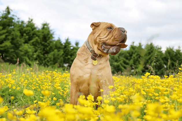 Beautiful Edie has spent most of her life patiently waiting for someone to see just how special she is. Though initially shy, she is an incredibly gentle, loving soul who will soon nudge you for a bit of fuss once tasty treats are involved. Edie was the perfect, fully house-trained houseguest during staff sleepovers and loves nothing more than chilling out and snuggling.
