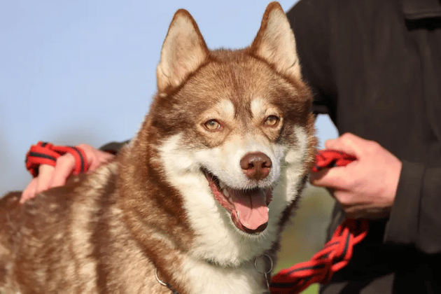Because kennel life has been a challenge, Hunter requires an experienced, adult-only home where he will be the only pet, allowing him to settle into a predictable routine without distractions. While he isn't a traditional sofa-snuggler, Hunter deeply enjoys human company and becomes increasingly interactive as he builds trust