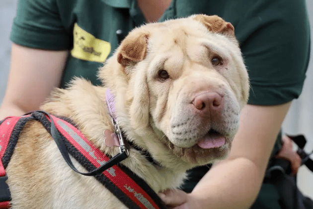 Found as a stray while still healing from eye surgery, this resilient girl has overcome a lot but remains understandably worried by strangers, other dogs, and the big, wide world. Once Martha builds trust, however, she is an absolute delight—playful, inquisitive, affectionate, and bursting with classic, silly Shar Pei personality