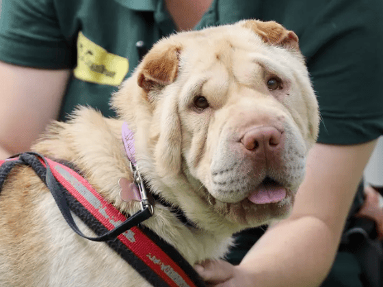 Found as a stray while still healing from eye surgery, this resilient girl has overcome a lot but remains understandably worried by strangers, other dogs, and the big, wide world. Once Martha builds trust, however, she is an absolute delight—playful, inquisitive, affectionate, and bursting with classic, silly Shar Pei personality