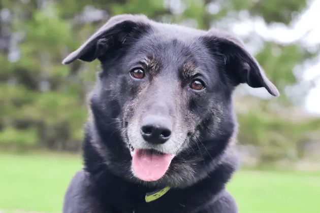 Opie wants to be everybody's friend and is highly food-motivated, making him a dream to train. Typical of his Collie heritage, he is quite noise-sensitive and requires a peaceful, adult-only home with no other pets. He is currently reactive toward other dogs, so he remains a slight work-in-progress who needs to be walked in quiet areas where he can enjoy his space.