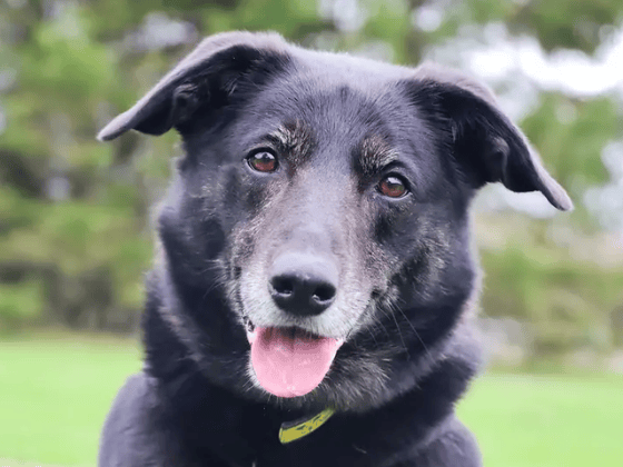Opie wants to be everybody's friend and is highly food-motivated, making him a dream to train. Typical of his Collie heritage, he is quite noise-sensitive and requires a peaceful, adult-only home with no other pets. He is currently reactive toward other dogs, so he remains a slight work-in-progress who needs to be walked in quiet areas where he can enjoy his space.