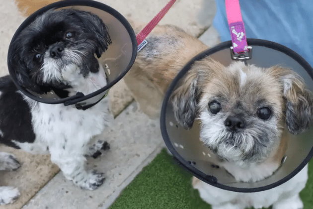 Sweet-natured and absolutely no trouble at all, Bobbie and Connie love to lead a relaxed life and will need a secure garden for a gentle daily potter. While they can be quite independent initially, once they get to know you properly, they will happily hop up onto your knee for a good snuggle. They are perfectly fine around other dogs out on walks but want to keep their home strictly to themselves.