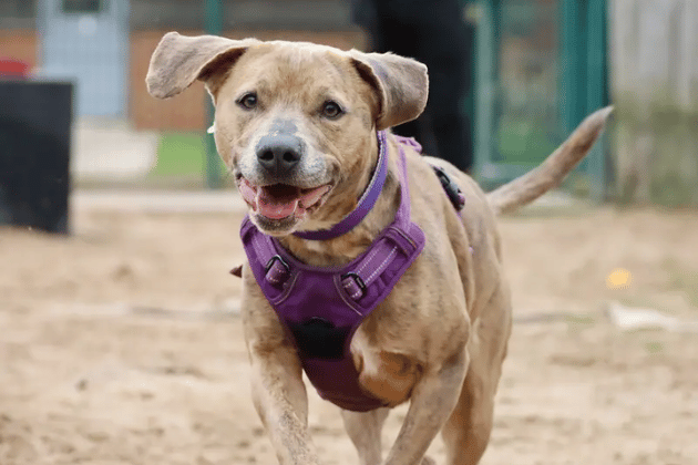 Milo is highly sociable and loves making doggy friends out on walks, but he must be the only pet in an adult-only home to help him successfully settle. Because he is slightly noise-sensitive, he requires a secure garden in a reasonably peaceful location. Super food-motivated and eager to learn, Milo is currently taking well-controlled medication for a skin condition and anxiety, which the veterinary team will gladly discuss.