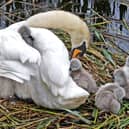 The show examines the impact of humans on wildlife on the Corrib and surrounds. 