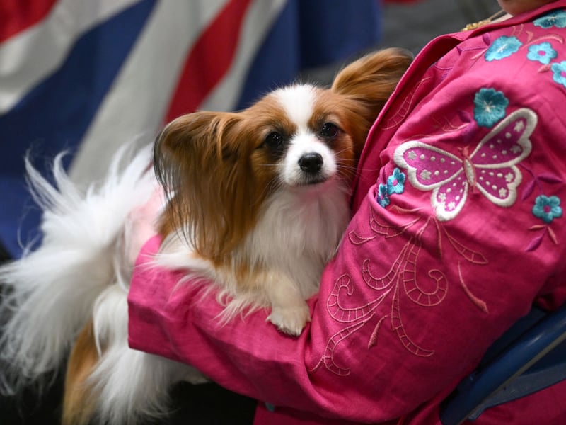Large dogs have dominated the list so far - tending to be more intelligent than smaller breeds - but tiny dogs don't always have tiny brains. The tiny Papillon is proof of that, being the cleverest of the more diminuative pooches. They are responsive, obedient and are regularly take top spot in agility trials at dog shows.